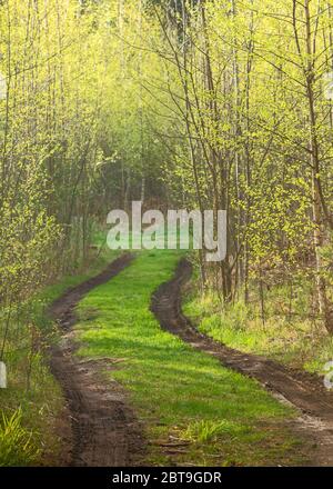 Waldweg mit Quellschlamm unter Bäumen mit jungen Laub Stockfoto