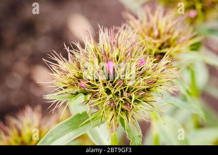 Eine Nahaufnahme einer süßen William-Blüte, die sich im Morgenlicht öffnet Stockfoto