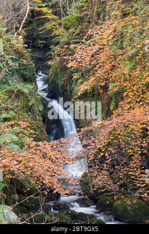 Wasserfälle auf Castramon Cleuch im Herbst, in der Nähe von Gatehouse of Fleet, Dumfries & Galloway, Schottland Stockfoto