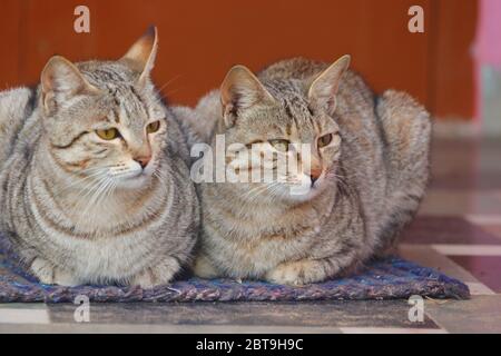 Nahaufnahme von zwei Katzen, die zu Hause auf Stoff sitzen Stockfoto