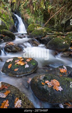 Wasserfälle auf Castramon Cleuch im Herbst, in der Nähe von Gatehouse of Fleet, Dumfries & Galloway, Schottland Stockfoto