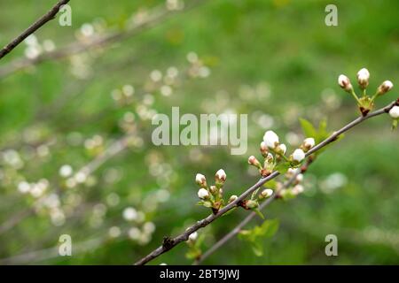 Blühende Kirsche Baum auf grünem Gras Hintergrund. Schöne Naturlandschaft. Sakura-Pflanze. Stock Foto Stockfoto