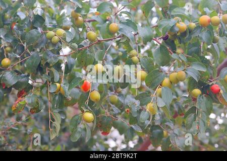 Nahaufnahme von grünen, roten, gelben Jujubes Früchte auf dem Baum Stockfoto