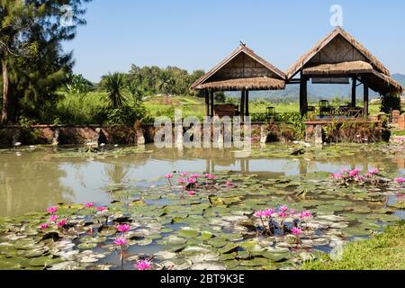 Heilige Lotusblumen (Nelumbo nucifera) wachsen in einem Teich im Santi Resort Hotel. Luang Prabang, Laos, Südostasien Stockfoto