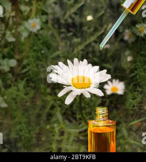 Ein Tropfen fällt von einem Tropf ätherisches Öl, Essenz Aromatherapie oder medizinische Flüssigkeit.Kamille Öl.Floraler Hintergrund. Platz für Text. Stockfoto