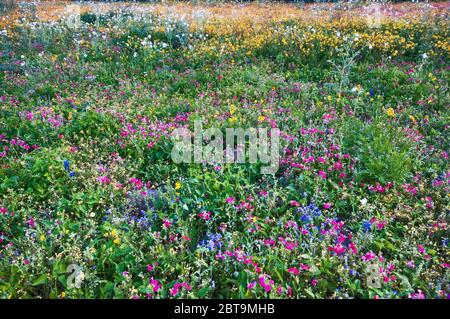 Wildblumen am Straßenrand im Frühling, Goliad State Park, in der Nähe von Goliad, Texas, USA Stockfoto