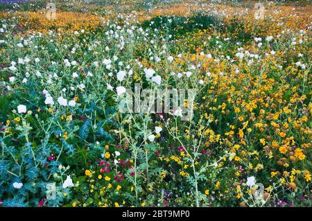 Weiße stachelige Mohn und Sonnenblumen dominieren das Feld der Wildblumen am Straßenrand im Frühling, Goliad State Park, in der Nähe von Goliad, Texas, USA Stockfoto