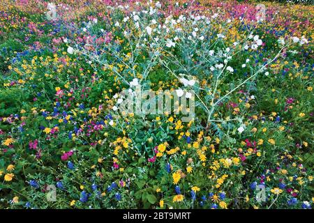 Weiße stachelige Mohn, Sonnenblumen, blaubonnette und indische Paintbrush Wildblumen am Straßenrand im Frühling, Goliad State Park, nahe Goliad, Texas, USA Stockfoto