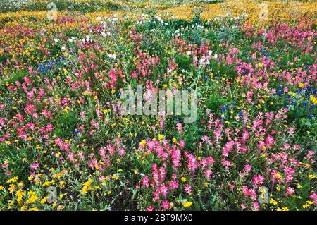 Indische Paintbrush Wildblumen im Vordergrund, Sonnenblumen, weiße stachelige Mohnblumen und einige bluebonnets, Frühling, Goliad State Park, Texas, USA Stockfoto