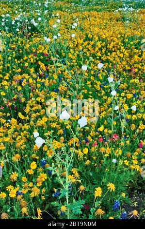 Weiße stachelige Mohn, Sonnenblumen, einige blaubonnette und indische Paintbrush Wildblumen am Straßenrand im Frühling, Goliad State Park, in der Nähe von Goliad, Texas Stockfoto