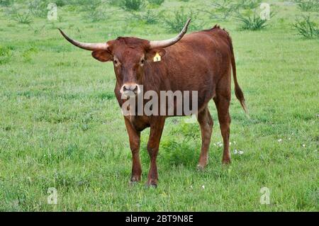 Longhorn Rinder auf Weide in der Nähe von Goliad, Texas, USA Stockfoto