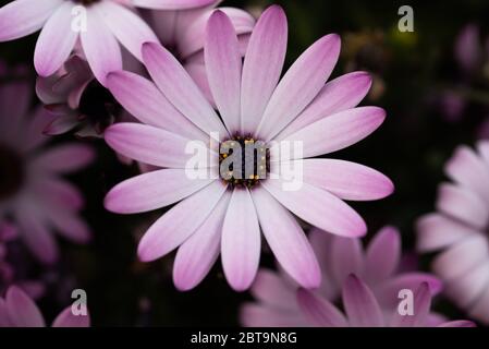 Nahaufnahme Blume Stockfoto