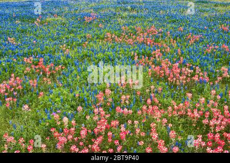 Feld der blaubeine und indischen Pinsel Wildblumen am Straßenrand im Frühjahr, in der Nähe von Helena, Texas, USA Stockfoto