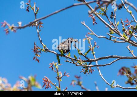 starling mit einem Kakerlake im Schnabel sitzt auf einem Ast eines Baumes auf blauem Himmel Hintergrund. Vogel gefangen ein Mai Käfer sitzt auf einem Baum Ast und hält Stockfoto