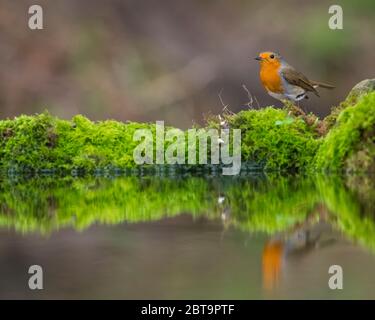 Robin oder European Robin, Erithacus rubecula, Dumfries & Galloway, Schottland Stockfoto