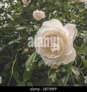 Nahaufnahme einer weißen Rose Stockfoto