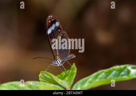 Glasflügel Schmetterling auf einem Blatt im tropischen Regenwald ruhen. Stockfoto