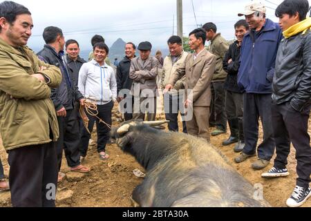 BAC Ha, Vietnam, 5. Januar 2020 - Völker verkaufen asiatische Kühe auf einem Tiermarkt Stockfoto