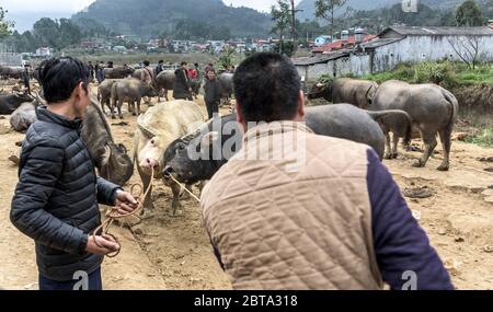 BAC Ha, Vietnam, 5. Januar 2020 - Menschen verkaufen asiatische Kühe auf einem Tiermarkt Stockfoto