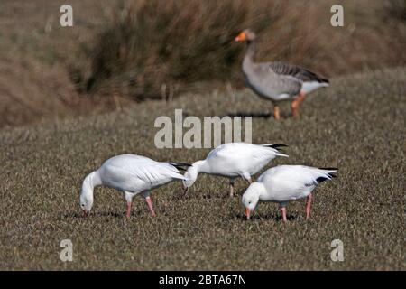 SCHNEEGÄNSE (Anser caerulescens) füttern wild, UK. Stockfoto