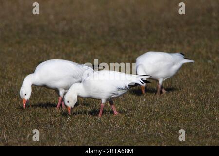 SCHNEEGANS (Anser caerulescens) füttern wild, UK. Stockfoto