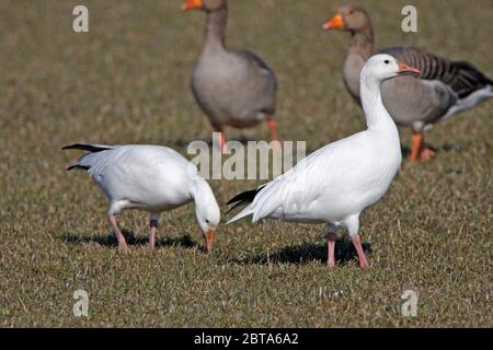 SCHNEEGANS (Anser caerulescens), lebend wild, UK. Stockfoto