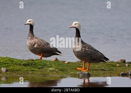 KAISERGANS (Chen canagicus oder Anser canagicus), ein wildes Paar von Ausflüchtlingen, Großbritannien. Stockfoto