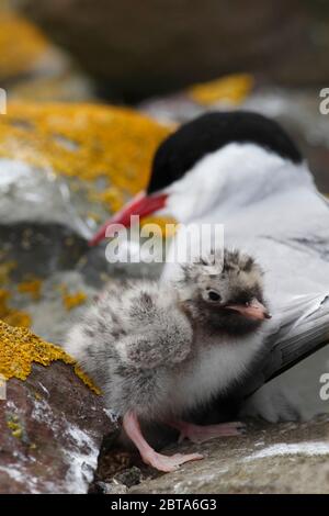 ARKTISCHE SEESCHWALBE (Sterna paradisaea) Erwachsene und Küken, die an einer Wand brüten, Großbritannien. Stockfoto