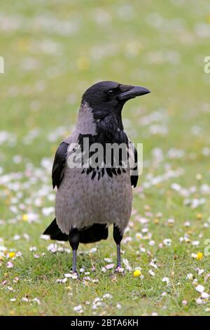 KAPUZENKRÄHE (Corvus corone cornix), die unter Gänseblümchen steht, Schottland, Großbritannien. Stockfoto