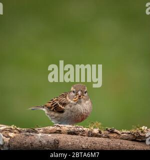 Sperling, Passeridae, füttern von Mehlwürmern Stockfoto