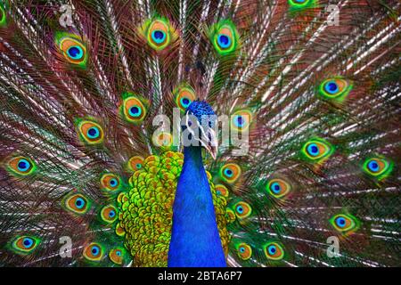 Ein schöner männlicher Pfau fluselte einen bunten bunten Schwanz. Paarungstanz eines Vogels oder Balz eines Weibchens Stockfoto