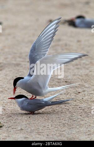 ARKTISCHE SEESCHWALBE (Sterna paradiesaea) Paarung am Strand, Großbritannien. Stockfoto