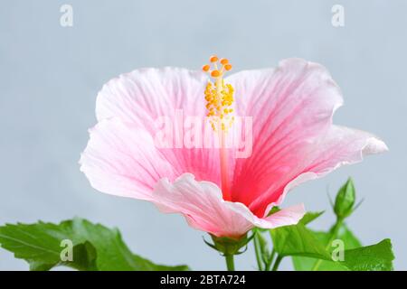 Nahaufnahme der rosa chinesischen Hibisci Rosae-Sinensis Blume Stockfoto