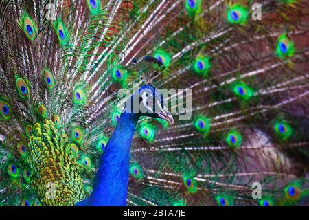 Ein schöner männlicher Pfau fluselte einen bunten bunten Schwanz. Paarungstanz eines Vogels oder Balz eines Weibchens Stockfoto