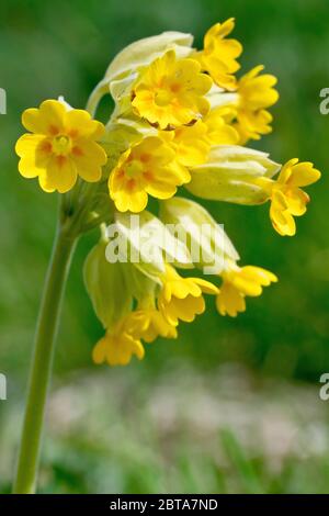 Kuhslip (primula veris), Nahaufnahme einer einzelnen blühenden Pflanze in voller Blüte. Stockfoto