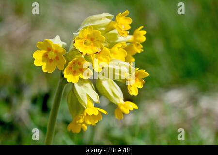 Kuhslip (primula veris), Nahaufnahme einer einzelnen blühenden Pflanze in voller Blüte. Stockfoto