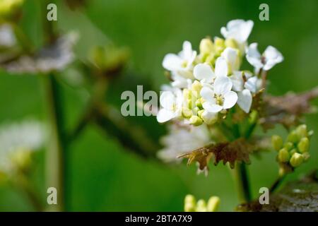 Knoblauchsenf (alliaria petiolata), auch bekannt als Jack by the Hedge, Nahaufnahme zeigt den Blütenkopf, wie die Blumen beginnen zu erscheinen.