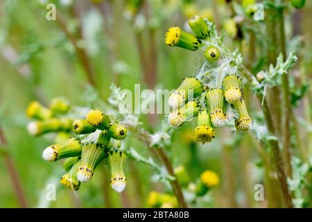 Erdsel (senecio vulgaris), Nahaufnahme von einigen Blütenköpfen mit Blüten, Knospen und ungeöffneten Samenköpfen. Stockfoto