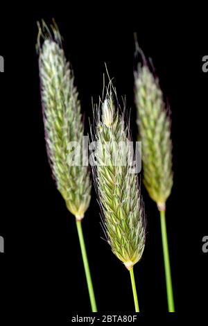 Wiesenfuchtschschwanz (alopecurus pratensis), Nahaufnahme Stillleben von drei Köpfen des gemeinen Grases isoliert vor schwarzem Hintergrund. Stockfoto