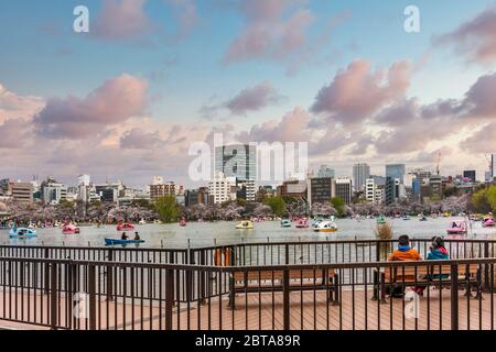 tokio, japan - märz 30 2020: Ein Paar auf einer Bank, das die Entenbänke bewundern kann, die im Shinobazu-Teich, umgeben von Kirschblüten, im Wasser schweben Stockfoto