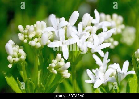 Waldmeister oder Süßer Waldmeister (galium odoratum), Nahaufnahme einer Gruppe von Blütenköpfen mit Blüten und Knospen. Stockfoto