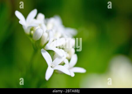 Waldmeister oder Süßer Waldmeister (galium odoratum), Nahaufnahme eines einzelnen Blütenkopfes, der Blumen und Knospen mit geringer Schärfentiefe zeigt. Stockfoto