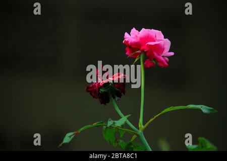 Zwei schöne Rosen, von denen eine ausgetrocknet ist. Wir müssen daraus viel lernen. Alles ändert sich im Laufe der Zeit. Stockfoto