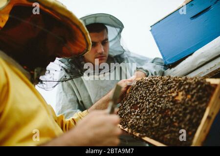 Der junge Imker lernt von seinem Lehrer, umgeben von Bienenstöcken Stockfoto