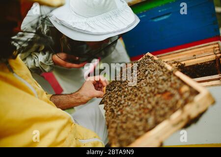 Der junge Imker lernt von seinem Lehrer, umgeben von Bienenstöcken Stockfoto