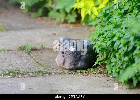 Holztaube (Columba palumbus) Erwachsener sitzt auf einem Gartenweg Stockfoto