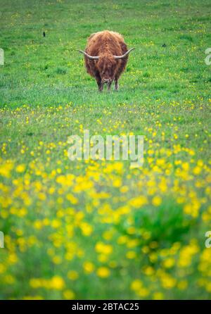 Eine wunderschöne Hochlandkuh, die im Frühling in EINER Wiese grast, mit Copy Space Stockfoto
