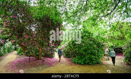 Iver, Großbritannien. 24 Mai 2020. UK Wetter: Besucher sehen die Rhododendren, die bei warmem Wetter in den Temple Gardens des Langley Park blühen, jetzt wieder für die Öffentlichkeit zugänglich, da die britische Regierung etwas gelockert hat, die Beschränkungen für die Sperrung der Kronenvirus-Pandemie. Langley Park, ein ehemaliges königliches Jagdgebiet, hat Verbindungen zu König Heinrich VIII., Königin Elizabeth I und Königin Victoria. Jedes Jahr blühen die Blumenmassen von März bis Juni. Kredit: Stephen Chung / Alamy Live News Stockfoto