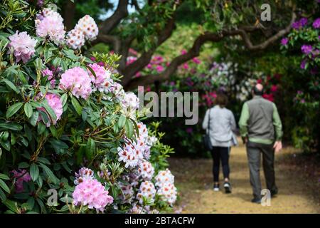 Iver, Großbritannien. 24 Mai 2020. UK Wetter: Besucher sehen die Rhododendren, die bei warmem Wetter in den Temple Gardens des Langley Park blühen, jetzt wieder für die Öffentlichkeit zugänglich, da die britische Regierung etwas gelockert hat, die Beschränkungen für die Sperrung der Kronenvirus-Pandemie. Langley Park, ein ehemaliges königliches Jagdgebiet, hat Verbindungen zu König Heinrich VIII., Königin Elizabeth I und Königin Victoria. Jedes Jahr blühen die Blumenmassen von März bis Juni. Kredit: Stephen Chung / Alamy Live News Stockfoto