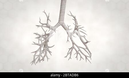 3d-Darstellung der menschlichen Lungenstruktur.Pneumonie.Tuberkulose Stockfoto